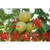 乳糖酶的最新報價，乳糖酶的添加標準，乳糖酶是什么
