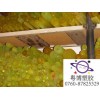 深黃色PU棒批發，進口PU板廠家，銷售各種直徑PU棒
